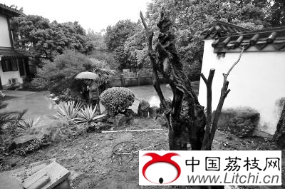 西湖宋朝荔枝树疑似枯死　管理处：会请专家会诊