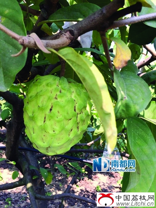 <p>    通讯员供图</p>