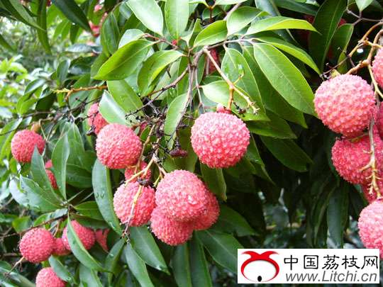 大自然的恩赐——广西灵山荔枝
