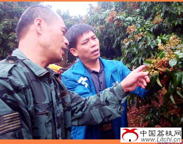 广西浦北:果树壮花保果 专家传授妙招