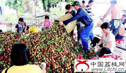 广东惠州市博罗县龙华镇山前荔枝丰收