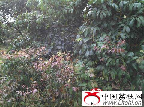 浦北荔枝频现“冲梢”