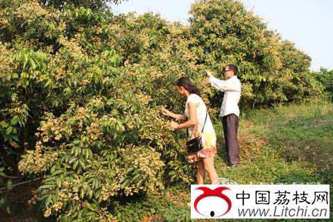 农业气象工作人员在观测荔枝花_副本_副本.jpg