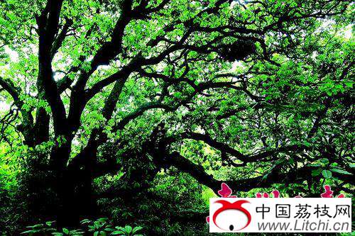     荔枝古树虬枝盘曲。
本报记者李松权 摄
