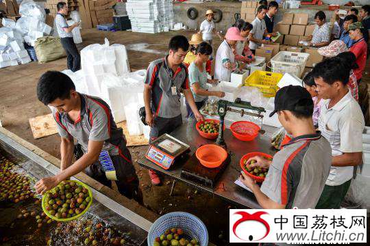 图为三门坡镇一处打包场，工人和快递员将荔枝浸泡冰水“预冷”后打包。　洪坚鹏 摄