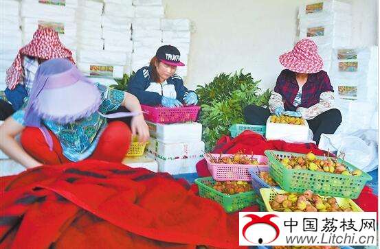 玉溪元江:早熟荔枝“红”农家
