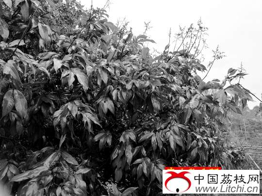 荔枝将上市 200亩“妃子笑”笑不出来